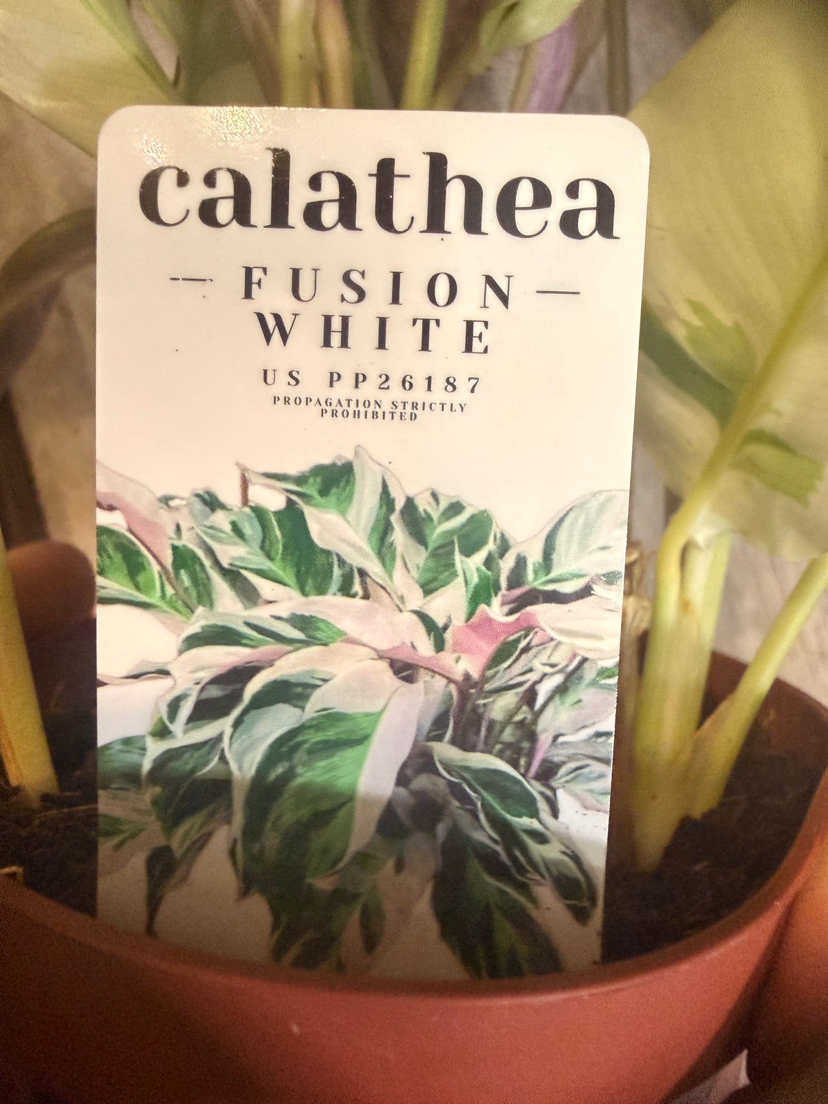 Calathea 'White Fusion' - Goeppertia lietzei White Fusion - Variegated Calathea - Rare Calathea - Pet Friendly Houseplant -