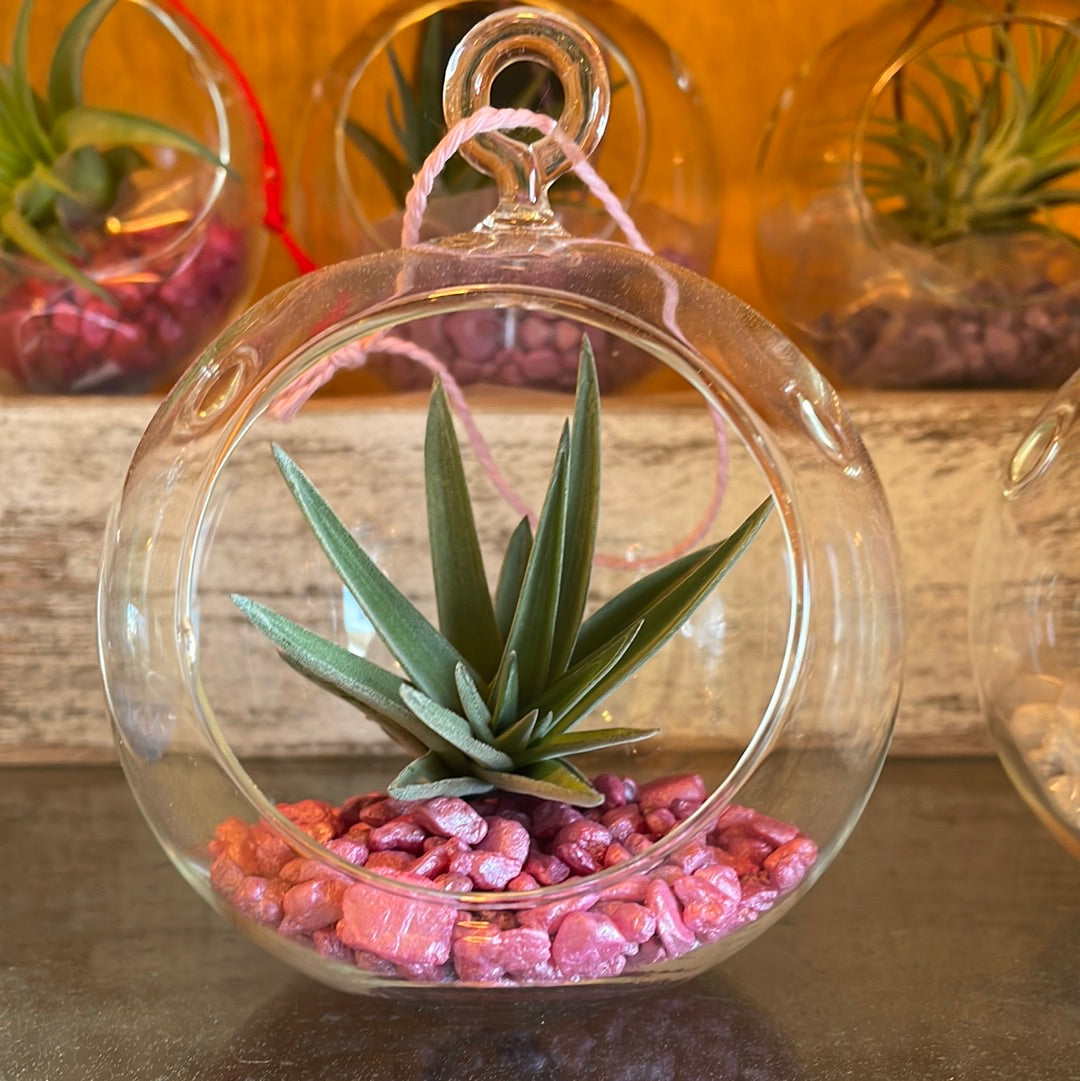 Air Plant Terrarium