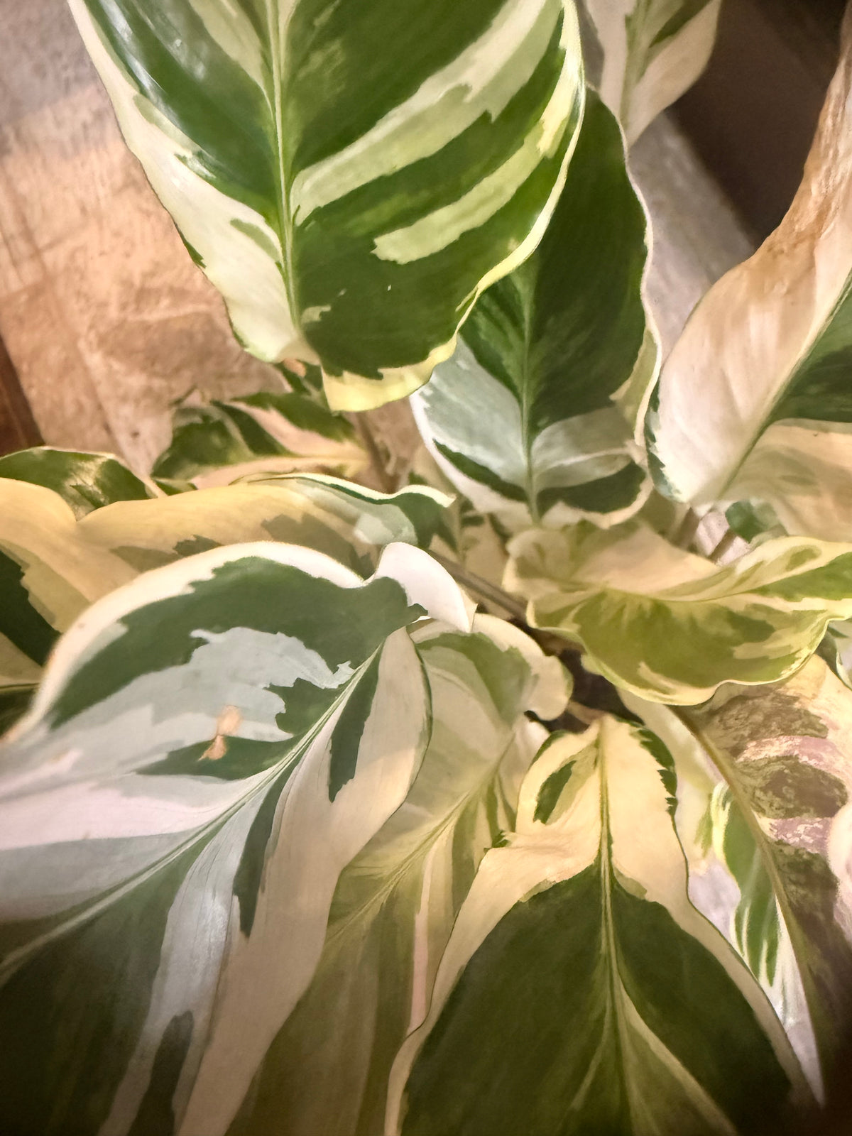 Calathea 'White Fusion' - Goeppertia lietzei White Fusion - Variegated Calathea - Rare Calathea - Pet Friendly Houseplant -