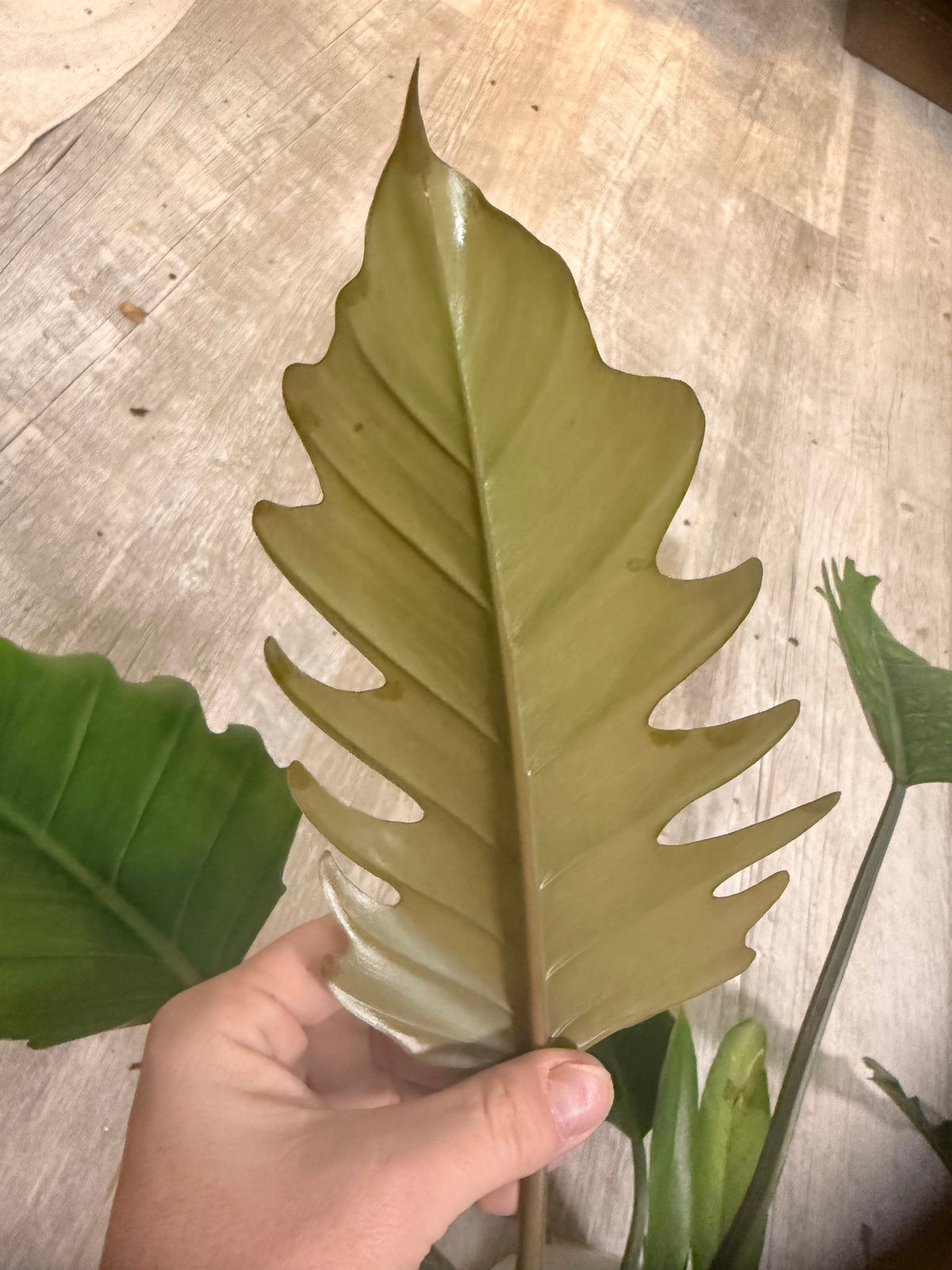 Philodendron Choco Empress - Chocolate Philodendron - Dark Leaf Philodendron - Large Leaf Houseplant - Easy Care Aroid - Indoor Tropical Houseplant -
