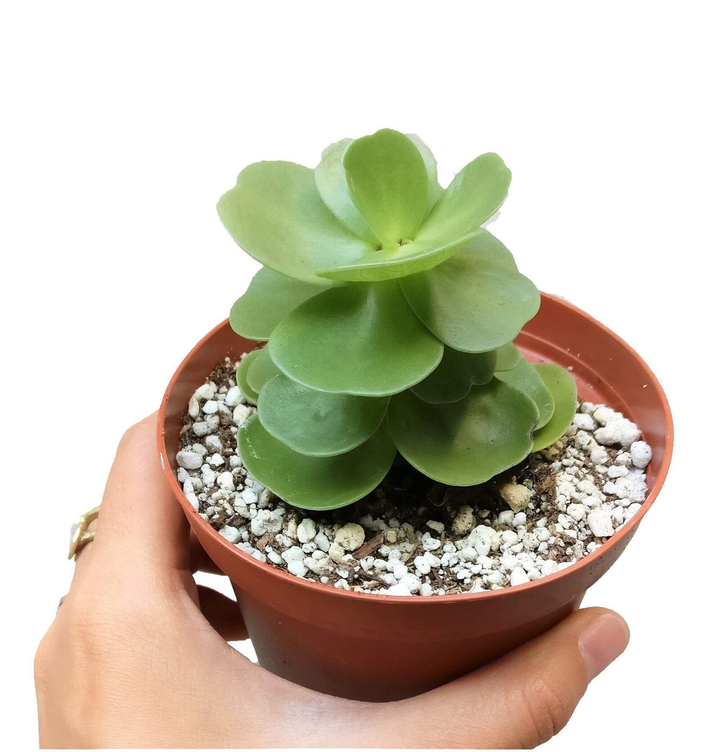 Portulaca Molokiniensis