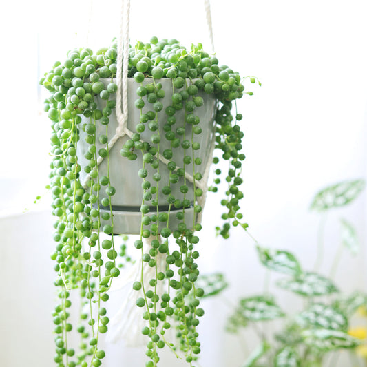 String Of Pearls Senecio Rowleyanus