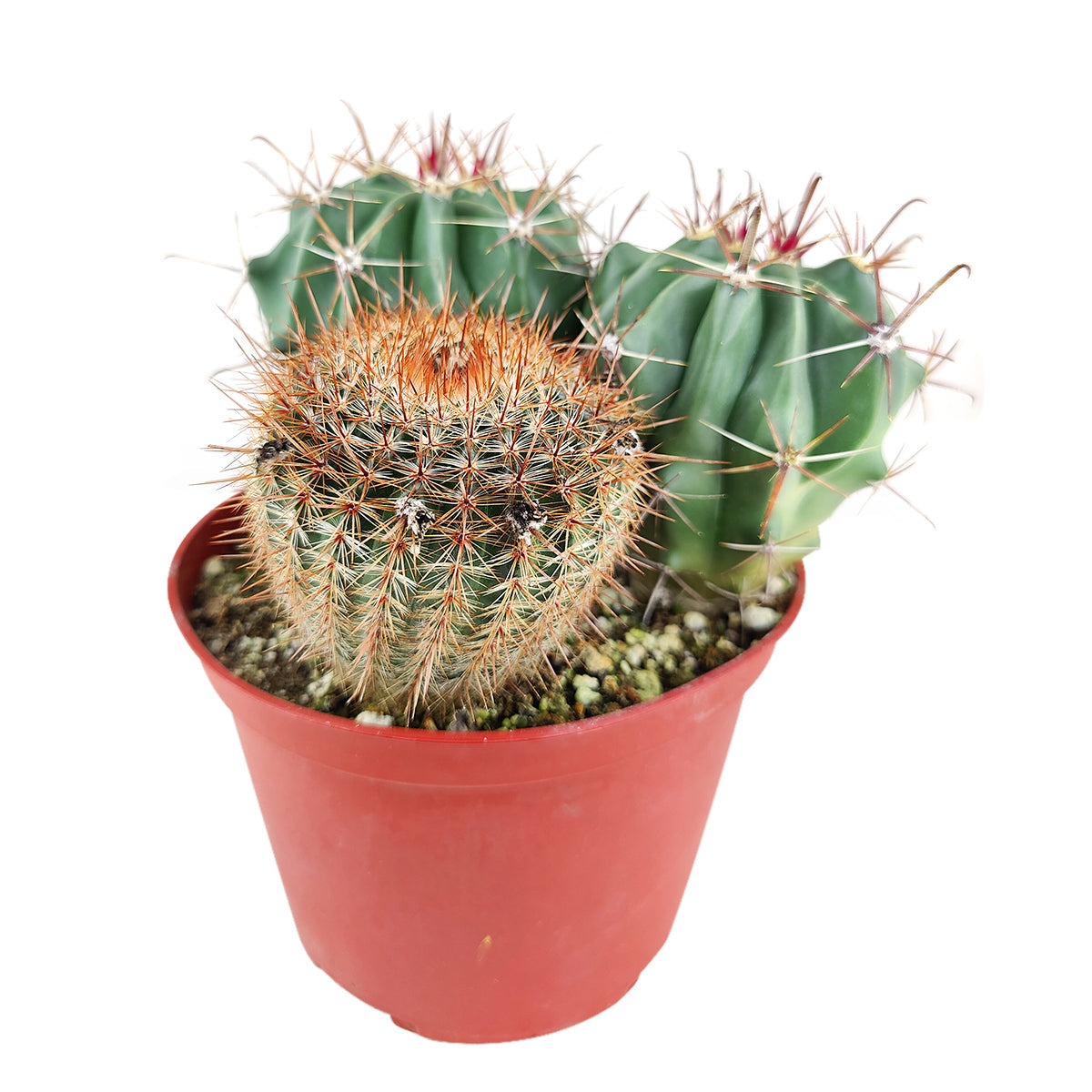 Cactus Garden Arrangement