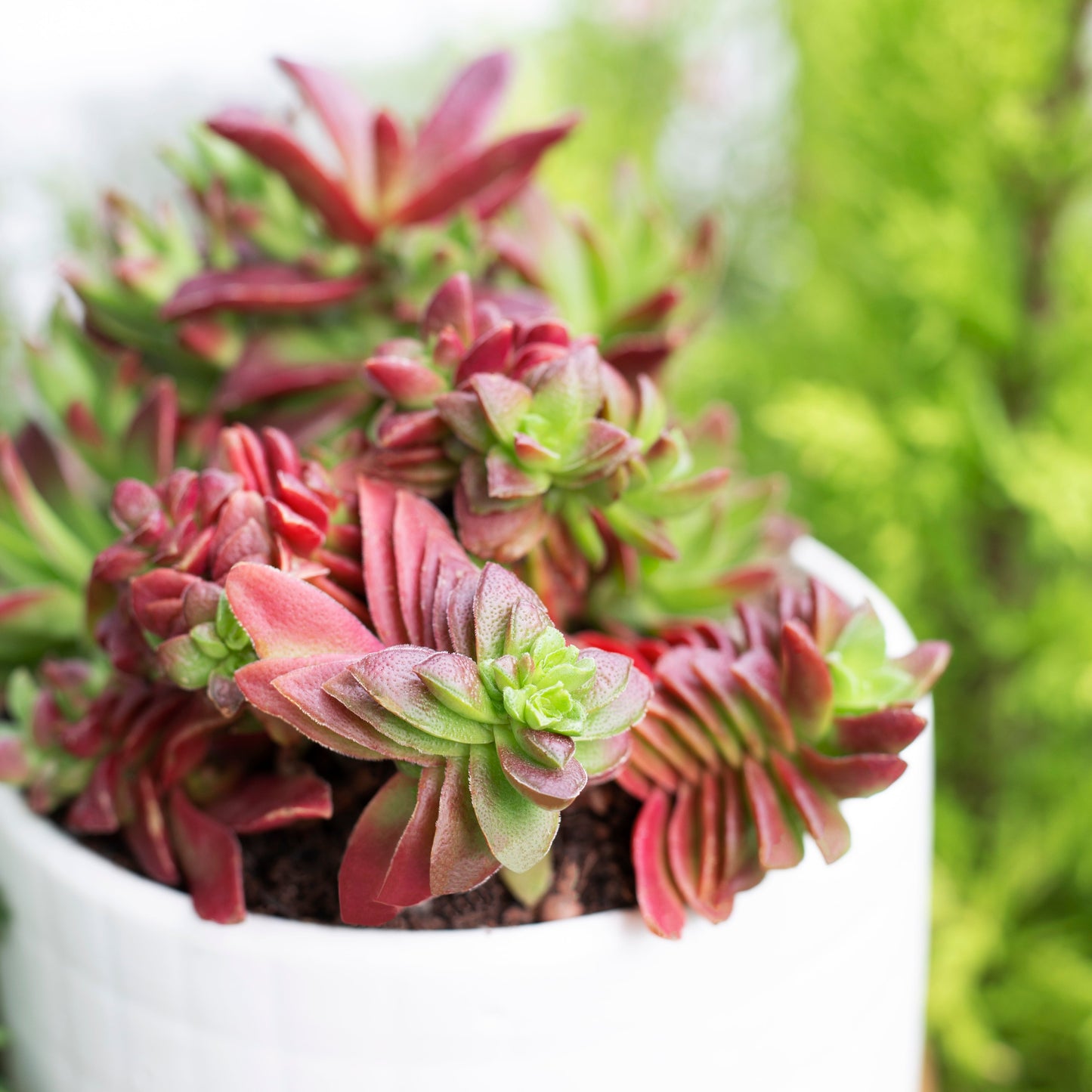 Crassula Red Pagoda Shark Tooth