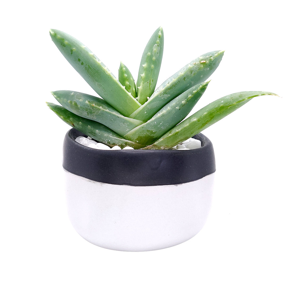 Black White Planter