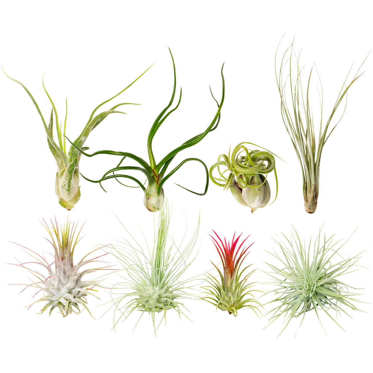 Assorted Collection of Live Air Plants Randomly Picked