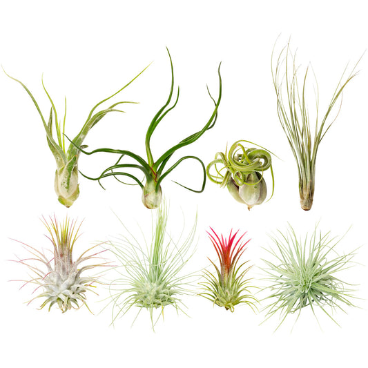 Assorted Collection of Live Air Plants Randomly Picked