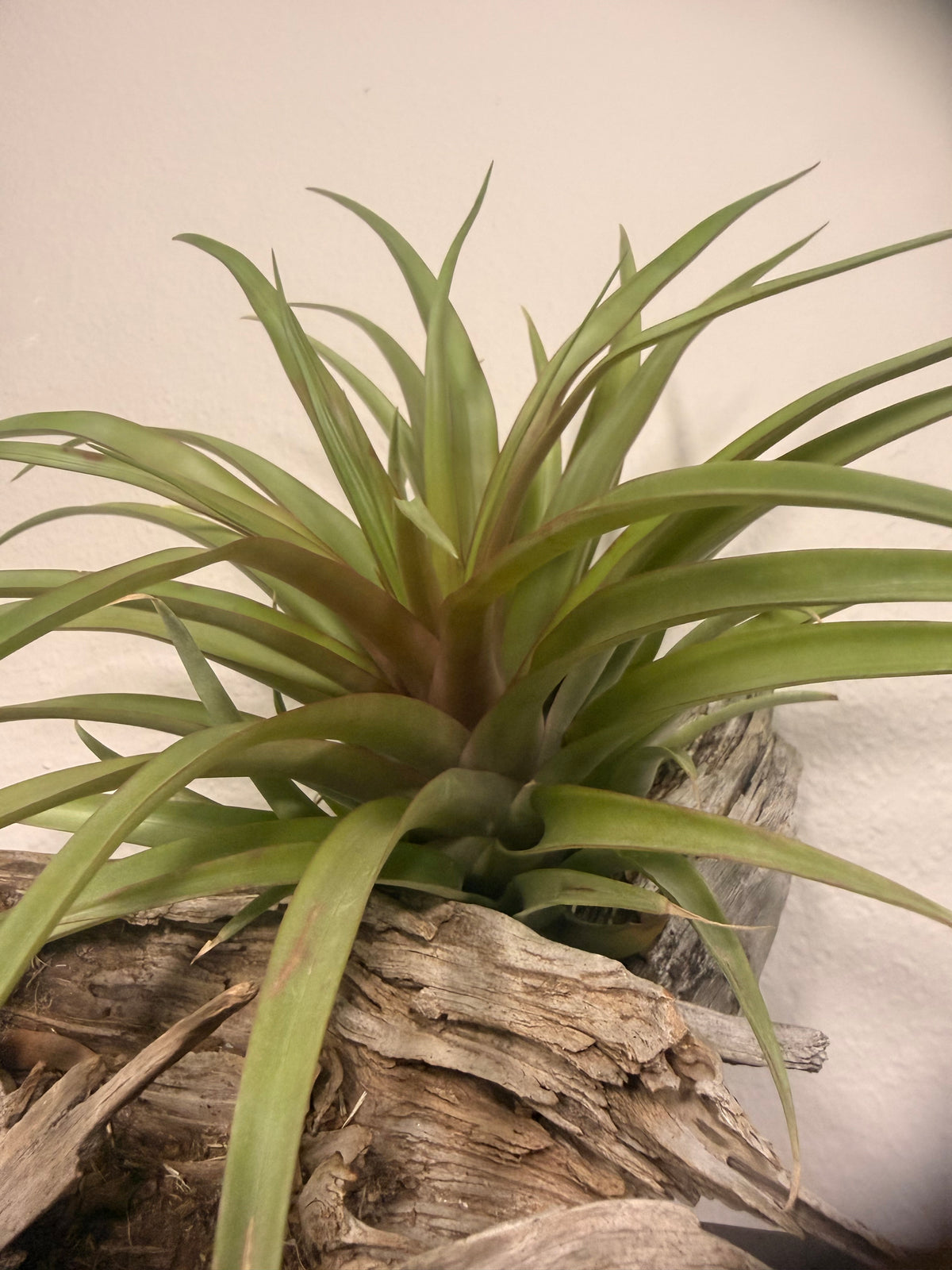 Capitata Red - 10 to 12 Inches - Large Full Air Plant - Red Leaf Flush When Blooming - Indoor Tropical Air Plant - Easy Care - Moderate to Bright Light Tolerant - Air Purifying - Unique and Rare Houseplant