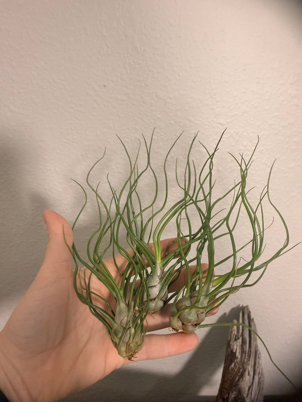 3 Pack of Tillandsia Bulbosa - 'Guatemala' - 2 to 3 Inch - Curly Leaves - Bulbous Base - Twisted Appearance - Low to Bright Light Tolerant - Tropical Air Plant - Beginner Plant - Houseplant