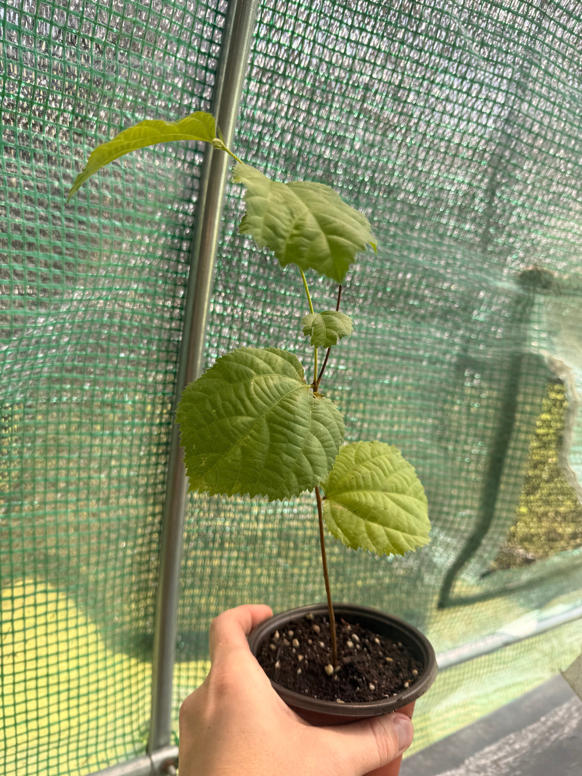 Sherbet Berry - Grewia asiatica 'Sherbet Berry' - Zones 9 to 11 - Packed with Vitamins and Antioxidants - Tropical Exotic Fruit Tree - Spring Through Summer Blooms and Fruit - Self Fertile - Easy to Grow