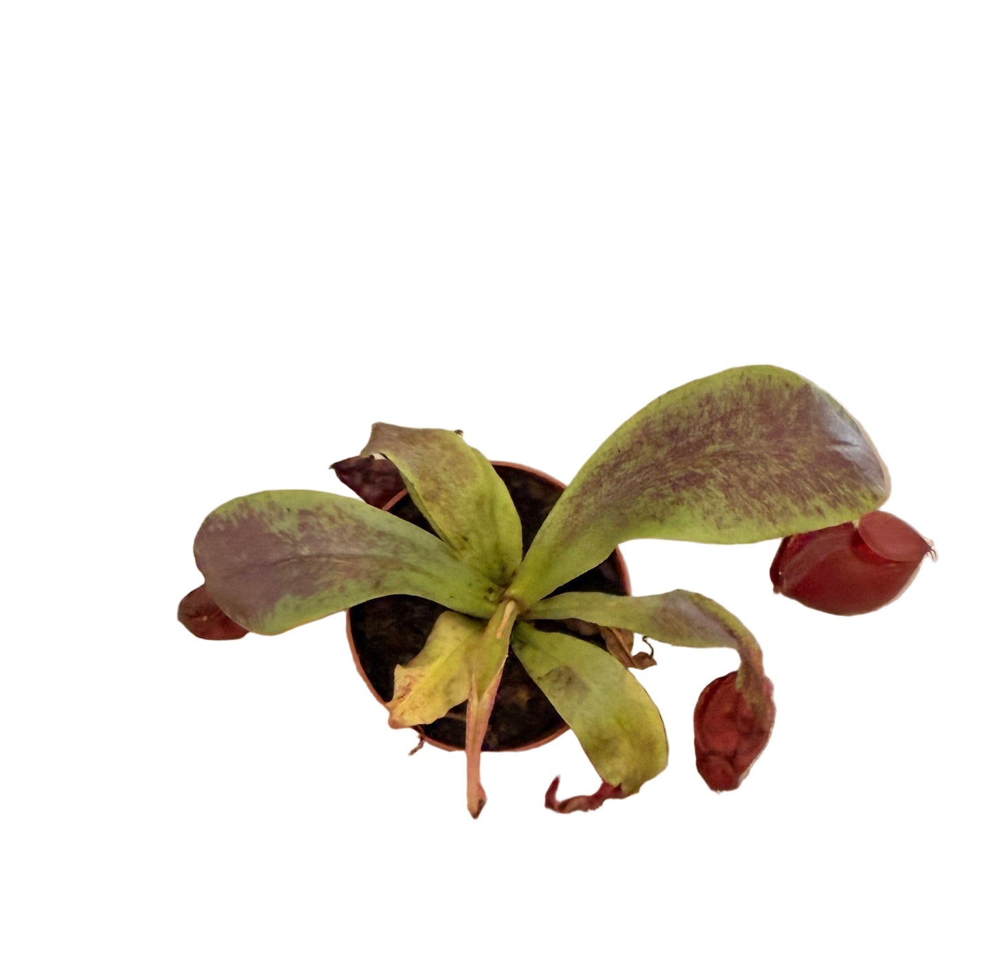 Mix of Carnivorous Live Plants - Low-Maintenance - Sundew - Sarracenia - Nepanthes - Insect-eating Plants - Terrarium Carnivorous Plants