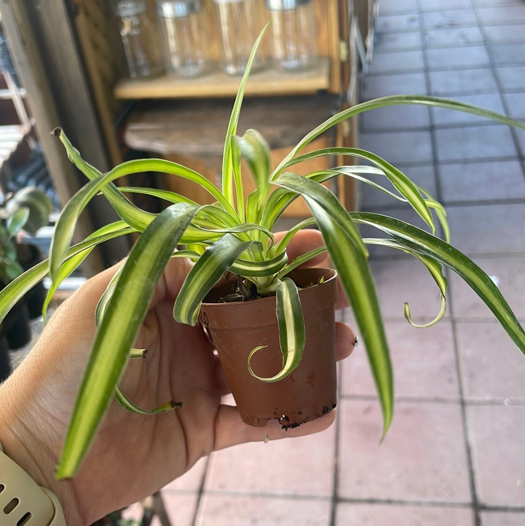 Spider Plant