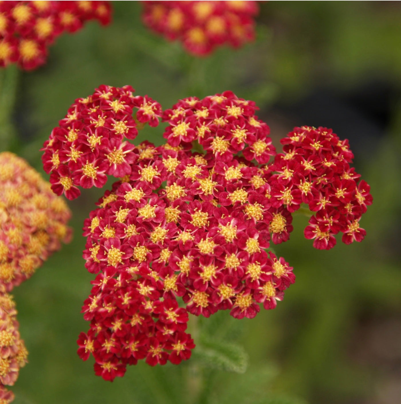 Vintage Red Yarrow Plant (1 Gal.)