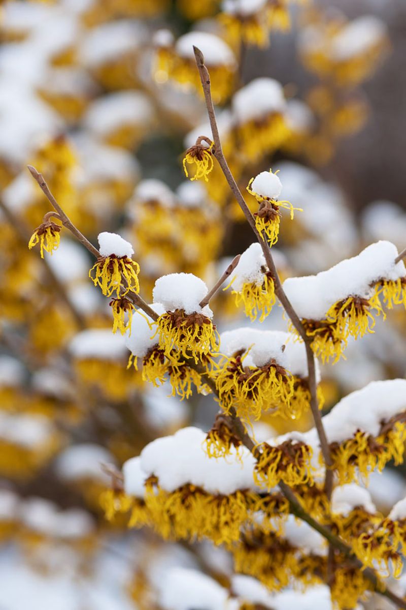 American Witch-Hazel