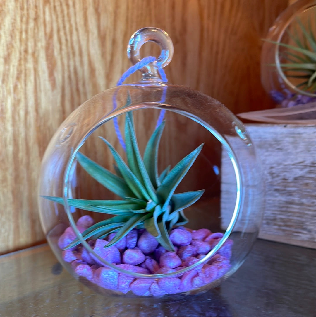 Air Plant Terrarium