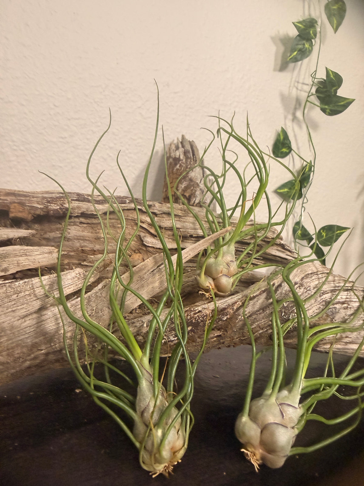 3 Pack of Tillandsia Bulbosa - 'Guatemala' - 2 to 3 Inch - Curly Leaves - Bulbous Base - Twisted Appearance - Low to Bright Light Tolerant - Tropical Air Plant - Beginner Plant - Houseplant