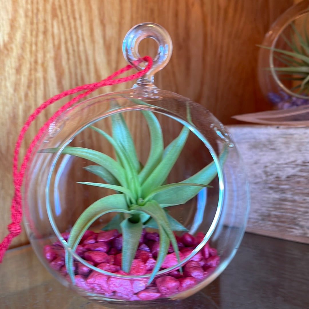 Air Plant Terrarium