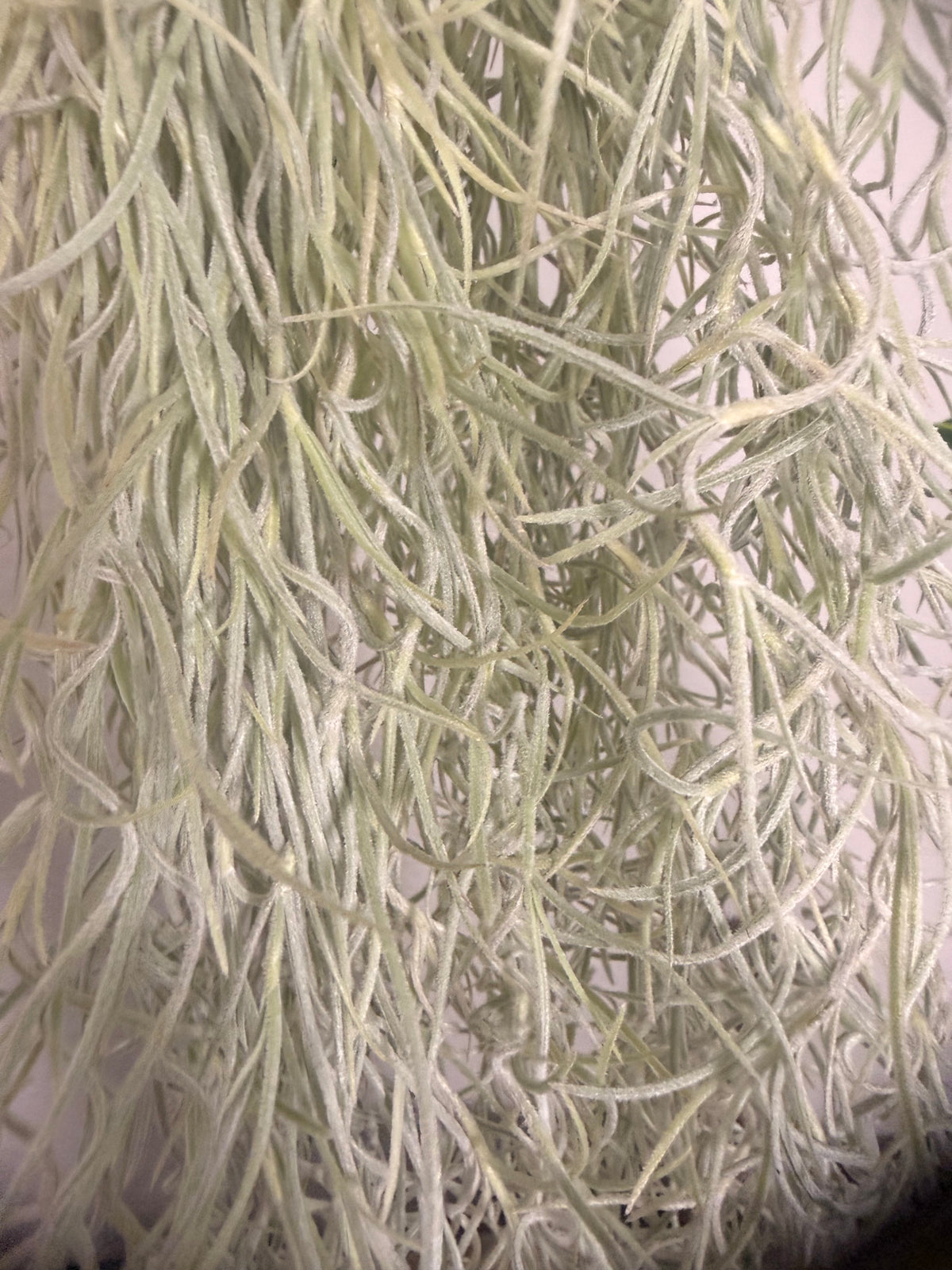 Usenoides 2 Pack - Tropical Moss Air Plant - Silvery Green - Soft Velvet Like Texture - Live Air Plant - Low Maitanance  - Indoor House Plant