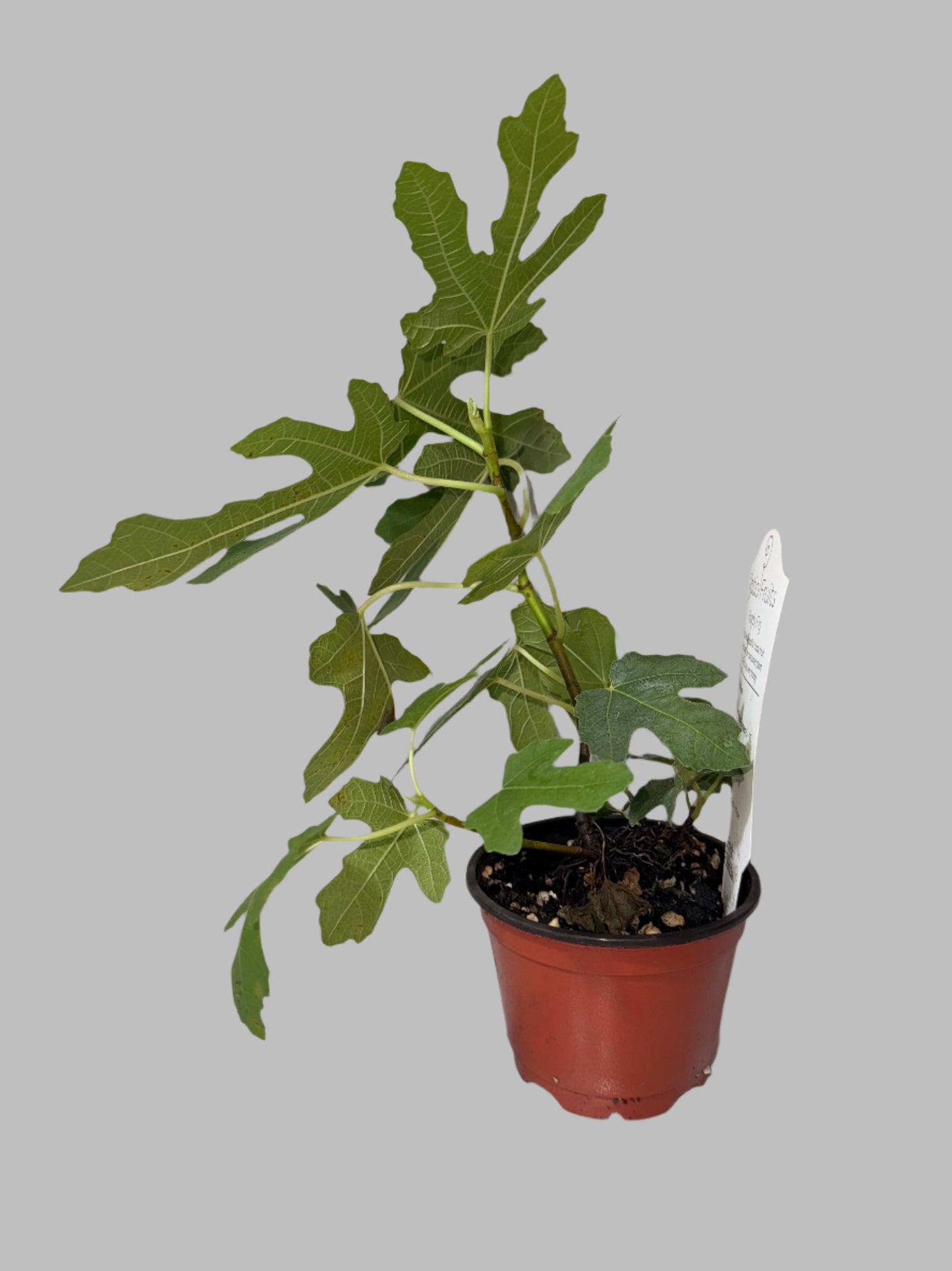 Chicago Hardy Fig - Ficus carica - Cold Hardy - Zones 6 to 10 - Easy to Grow - Compact Fruit Tree - Organic Container Gardening