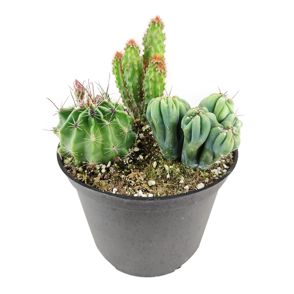 Cactus Garden Arrangement