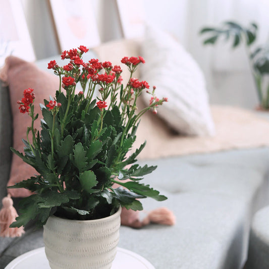 Kalanchoe blossfeldiana 'Calandiva Red'