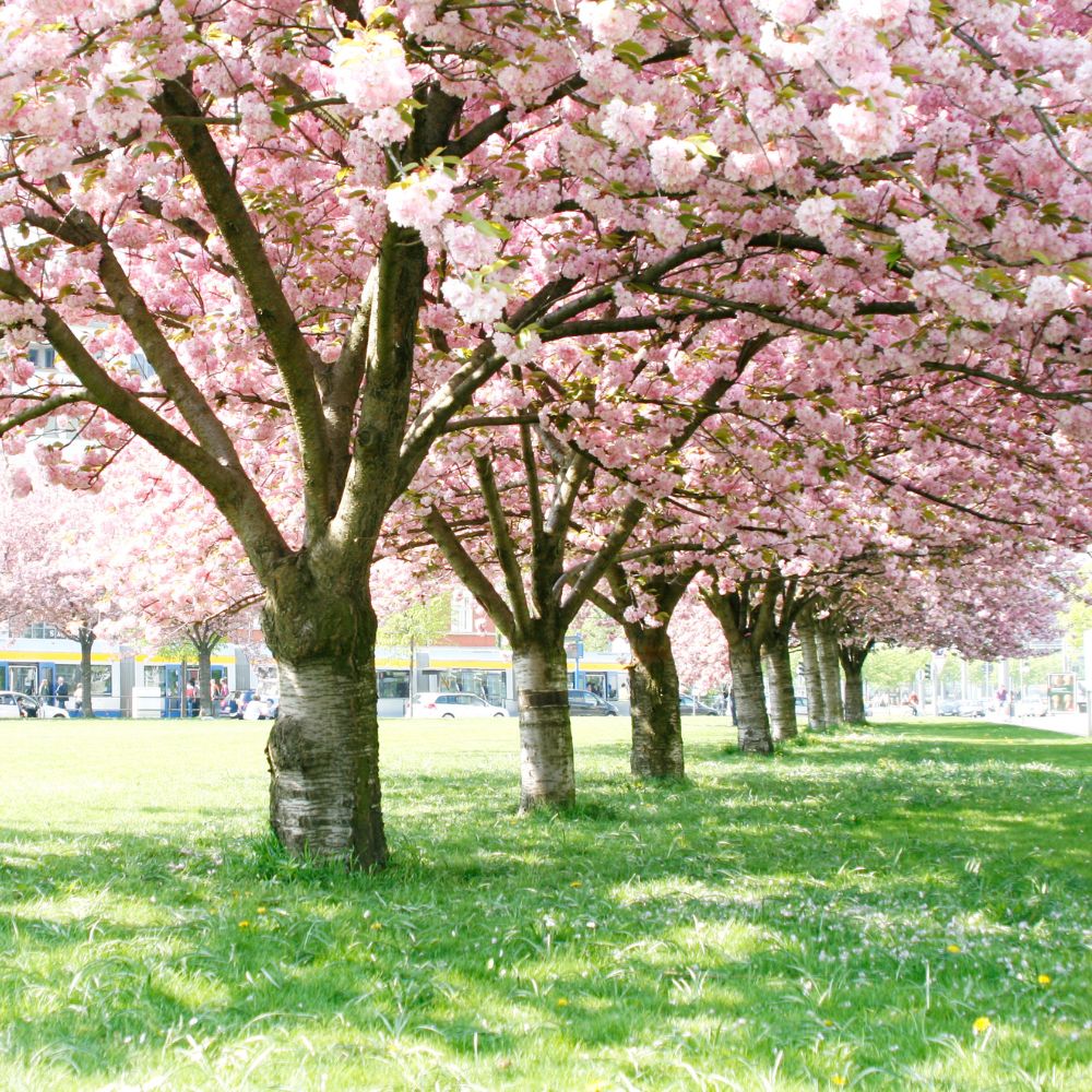 Ornamental Cherry tree 'Autumnalis Flowering Cherry Tree'