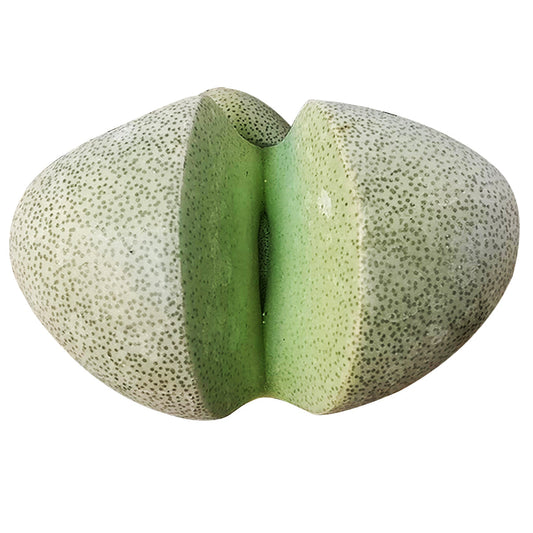 Split Rock Pleiospilos Nelii