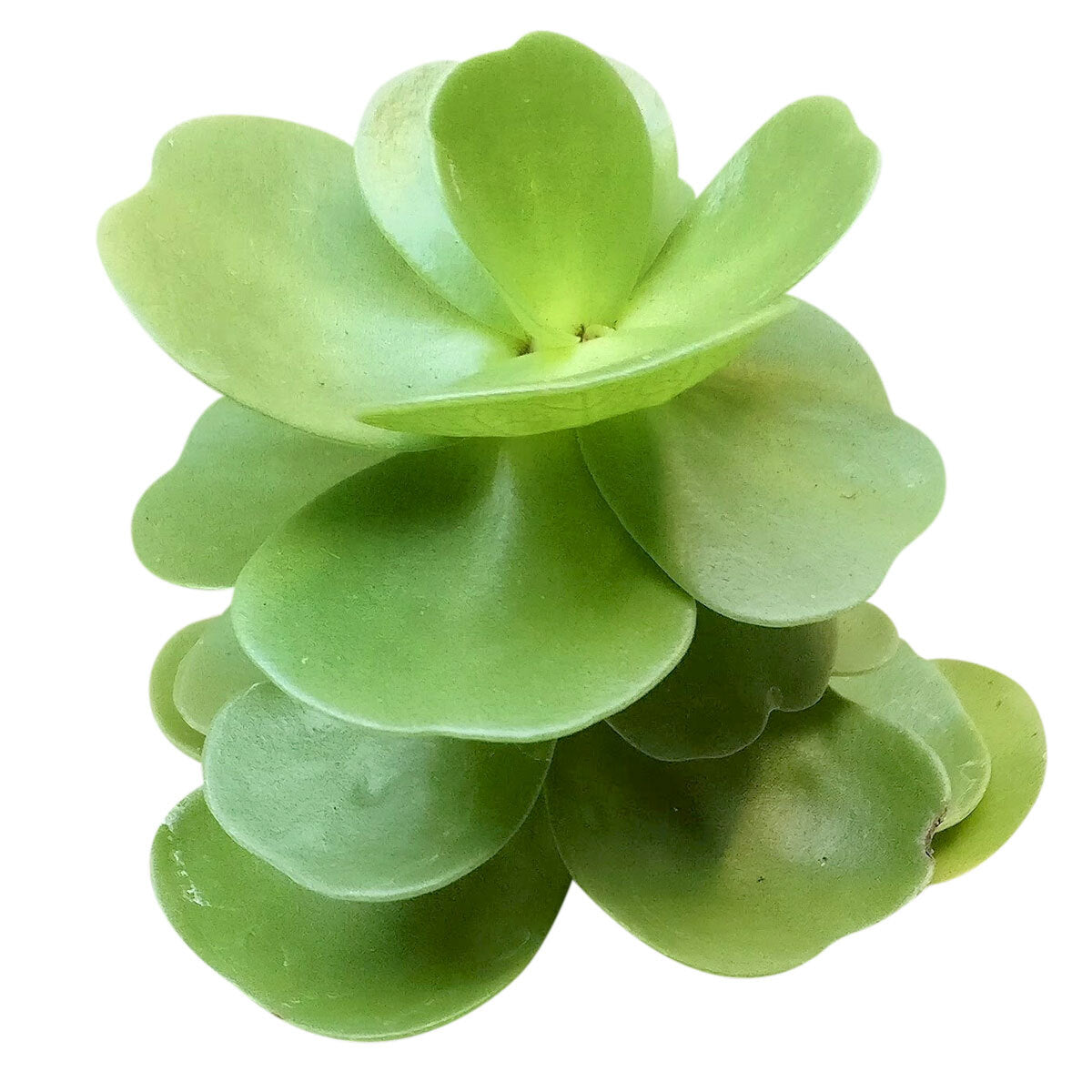 Portulaca Molokiniensis