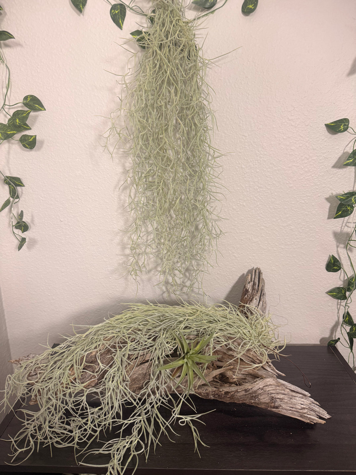 Usenoides 2 Pack - Tropical Moss Air Plant - Silvery Green - Soft Velvet Like Texture - Live Air Plant - Low Maitanance  - Indoor House Plant