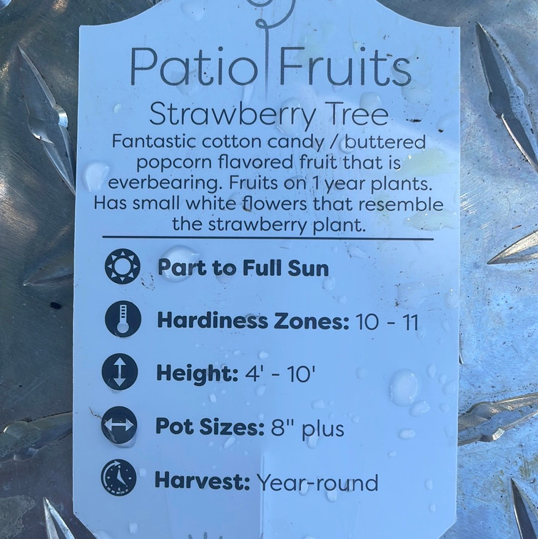 Patio fruits 2 Lovehopegrow