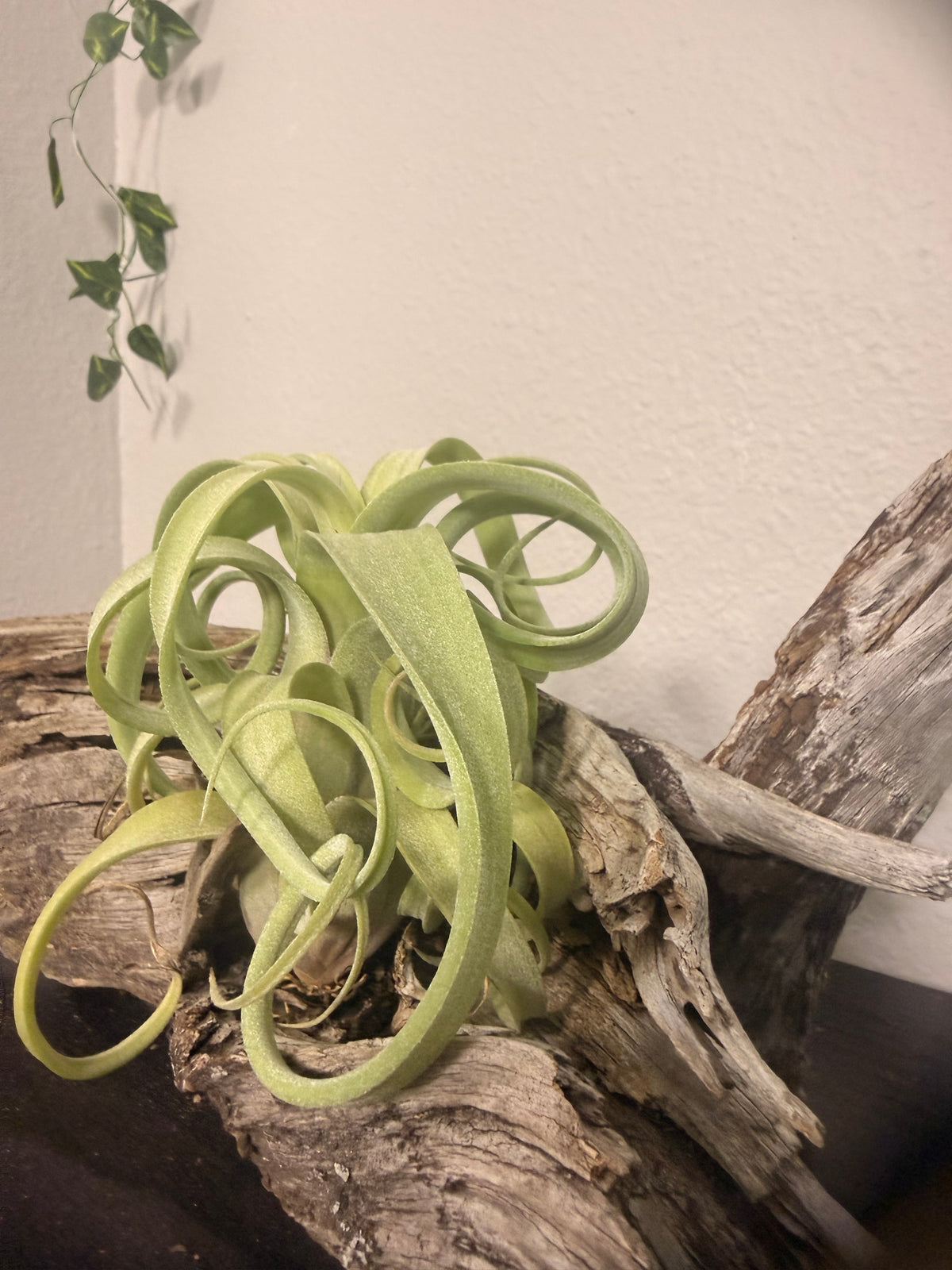 Curly Slim - Compact Air Plant - 5 to 7 Inches - Curling Leaves - Tillandsia - No Soil Required - Whimsical Features - Easy Care
