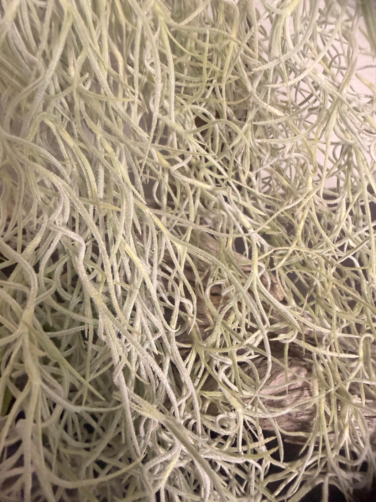 Usenoides 2 Pack - Tropical Moss Air Plant - Silvery Green - Soft Velvet Like Texture - Live Air Plant - Low Maitanance  - Indoor House Plant