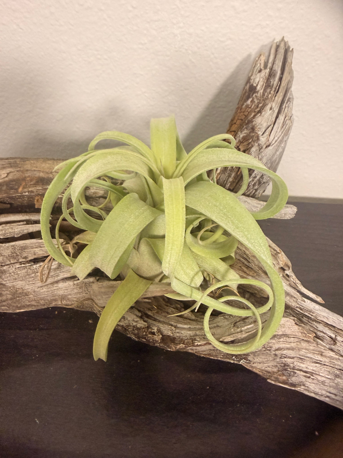 Curly Slim - Compact Air Plant - 5 to 7 Inches - Curling Leaves - Tillandsia - No Soil Required - Whimsical Features - Easy Care