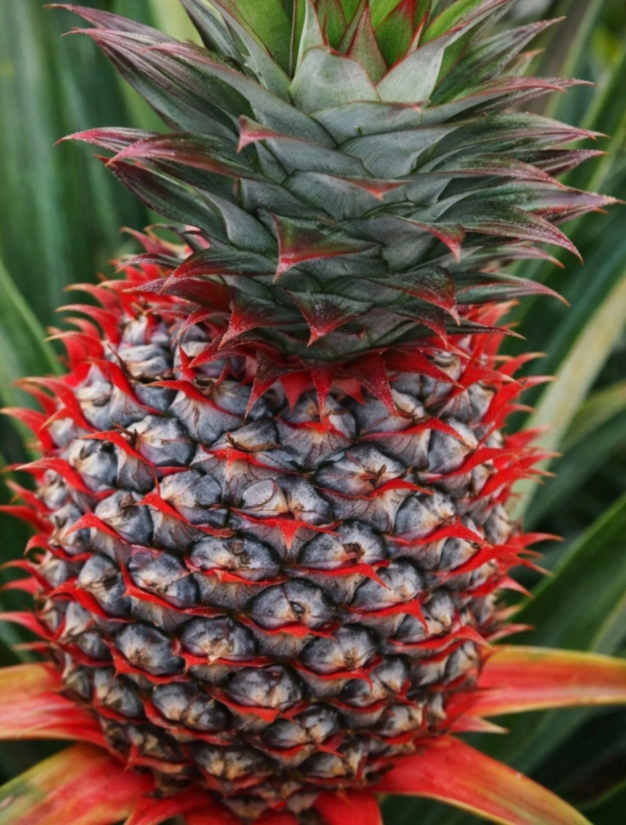 Florida Special Pineapple