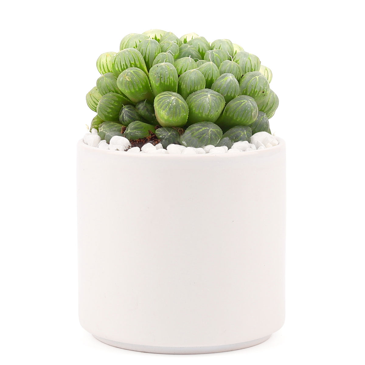 White Modern Cylinder Pot