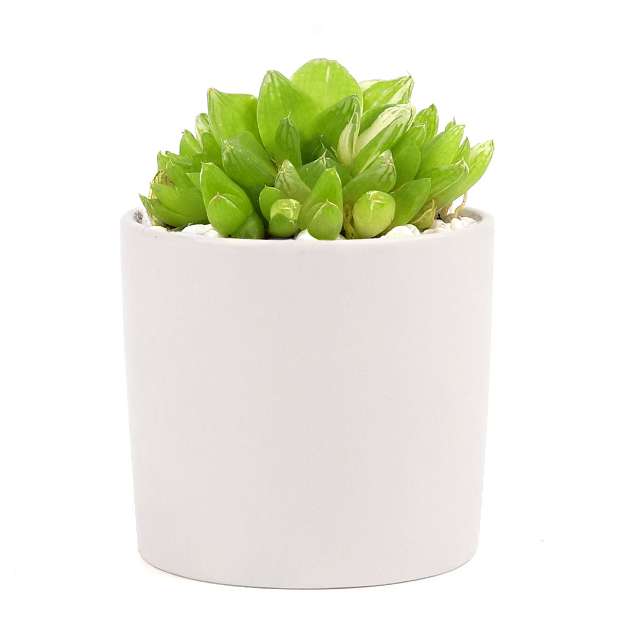 White Modern Cylinder Pot