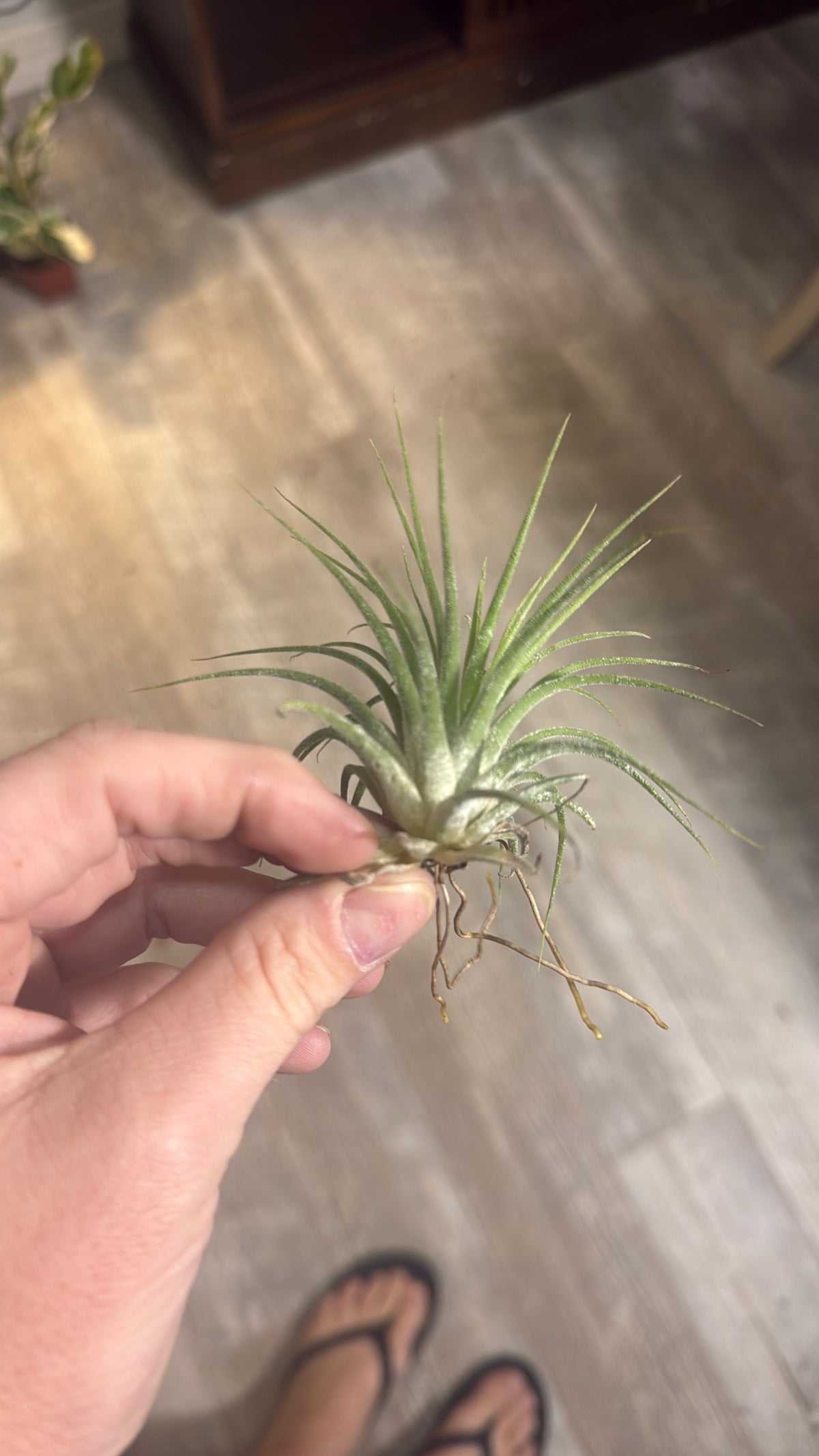 Ionantha Small Plant Variety Pack - Set of 5 Plants - Easy Care Indoor Plants - Low Light Plants - Beginner Friendly Plants - Fast Shipping - Live Air Plants Bundle