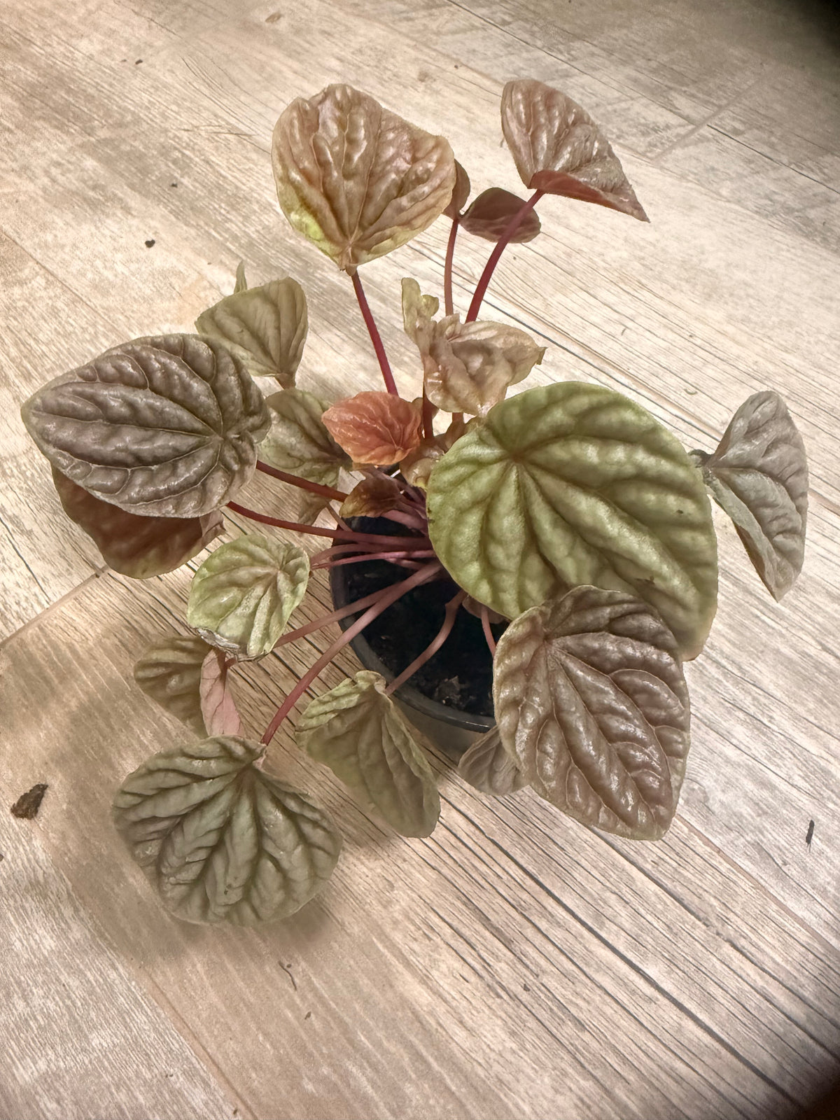 Peperomia 'Ripple Red' - Indoor Houseplant - Rich Red, Burgandy and Deep Green Foliage - Compact Growth Style - Textured Round Leaves - Easy Care and Low Maintenance Plant - Tropical Indoor