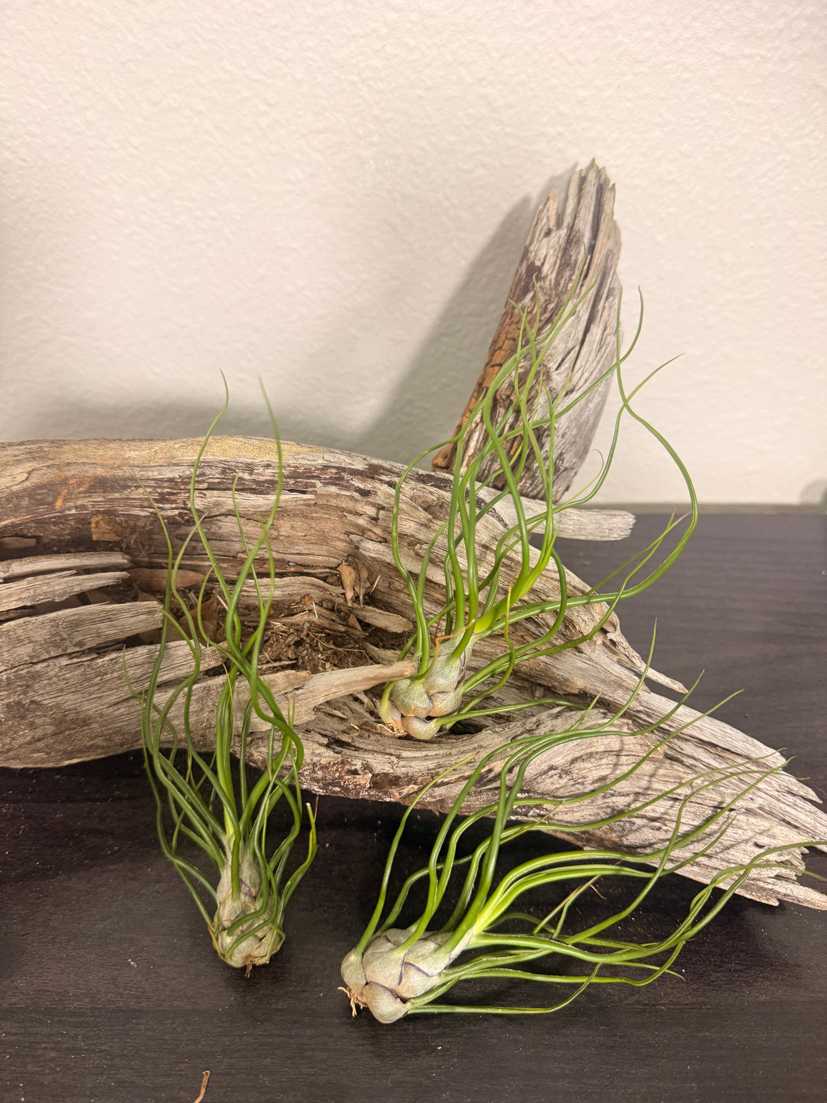 3 Pack of Tillandsia Bulbosa - 'Guatemala' - 2 to 3 Inch - Curly Leaves - Bulbous Base - Twisted Appearance - Low to Bright Light Tolerant - Tropical Air Plant - Beginner Plant - Houseplant