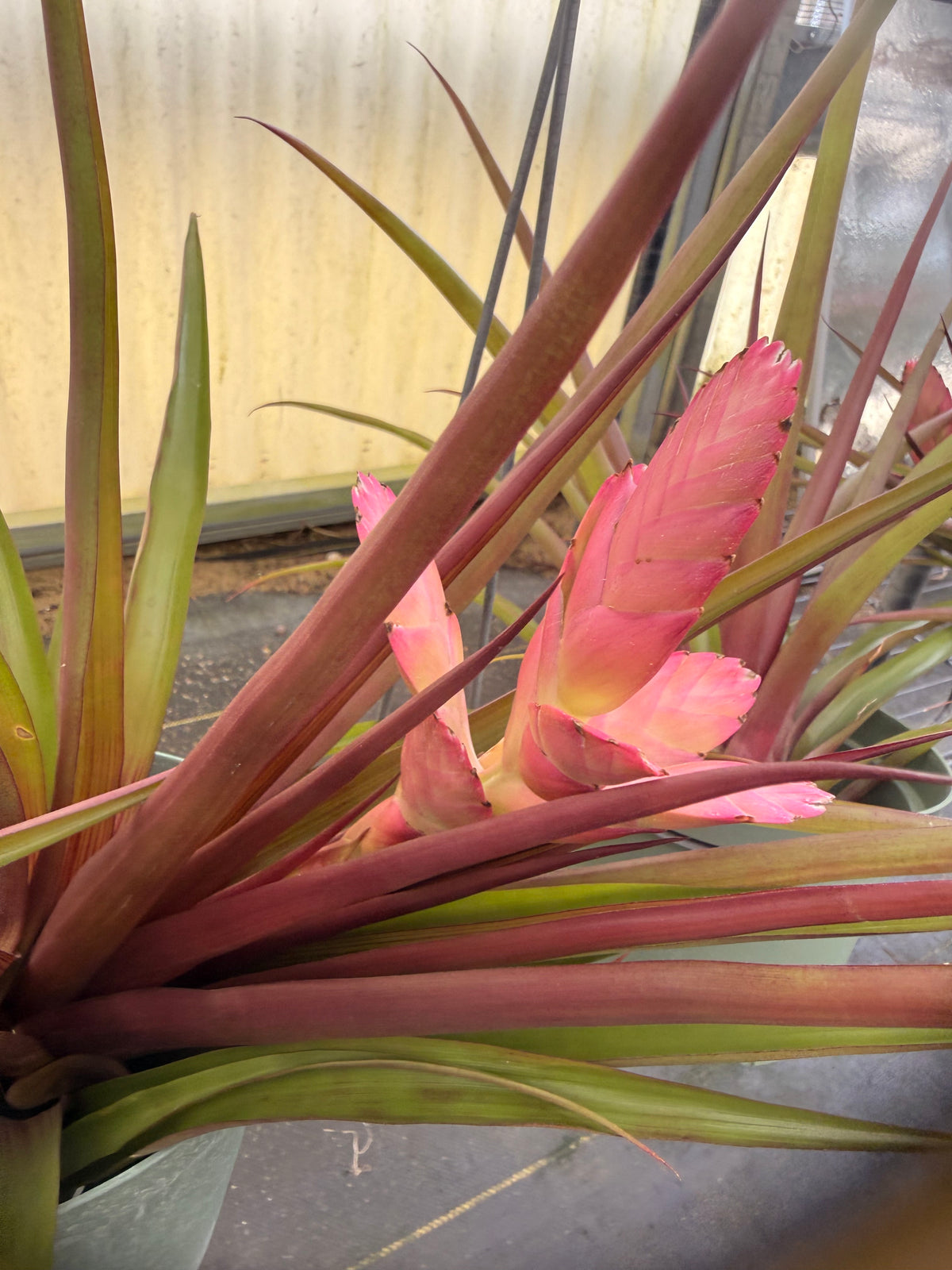 Antonio - Rare Hybrid Air Plant - 10 to 12 Inches - No Soil Required - Indoor Tropical Houseplant - Deep Maroon to Purple Leaf Flush - Hot Pink Blooms - Easy Care - Medium to Bright Light