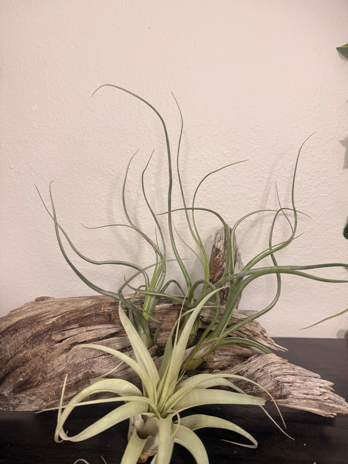 Pseudobaileyi - 6 to 9 Inches - Tillandsia Air Plant - Bright Indirect Light - Long Twisting Leaves - No Soil Plant - Beginner Plant