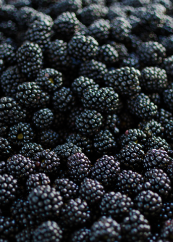 Blackberry 'Apache' (Rubus canadensis)