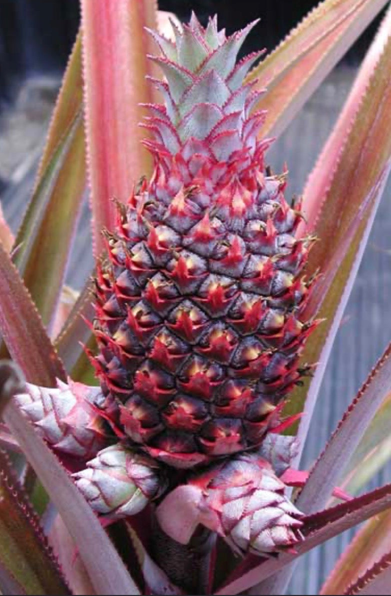 Florida Special Pineapple