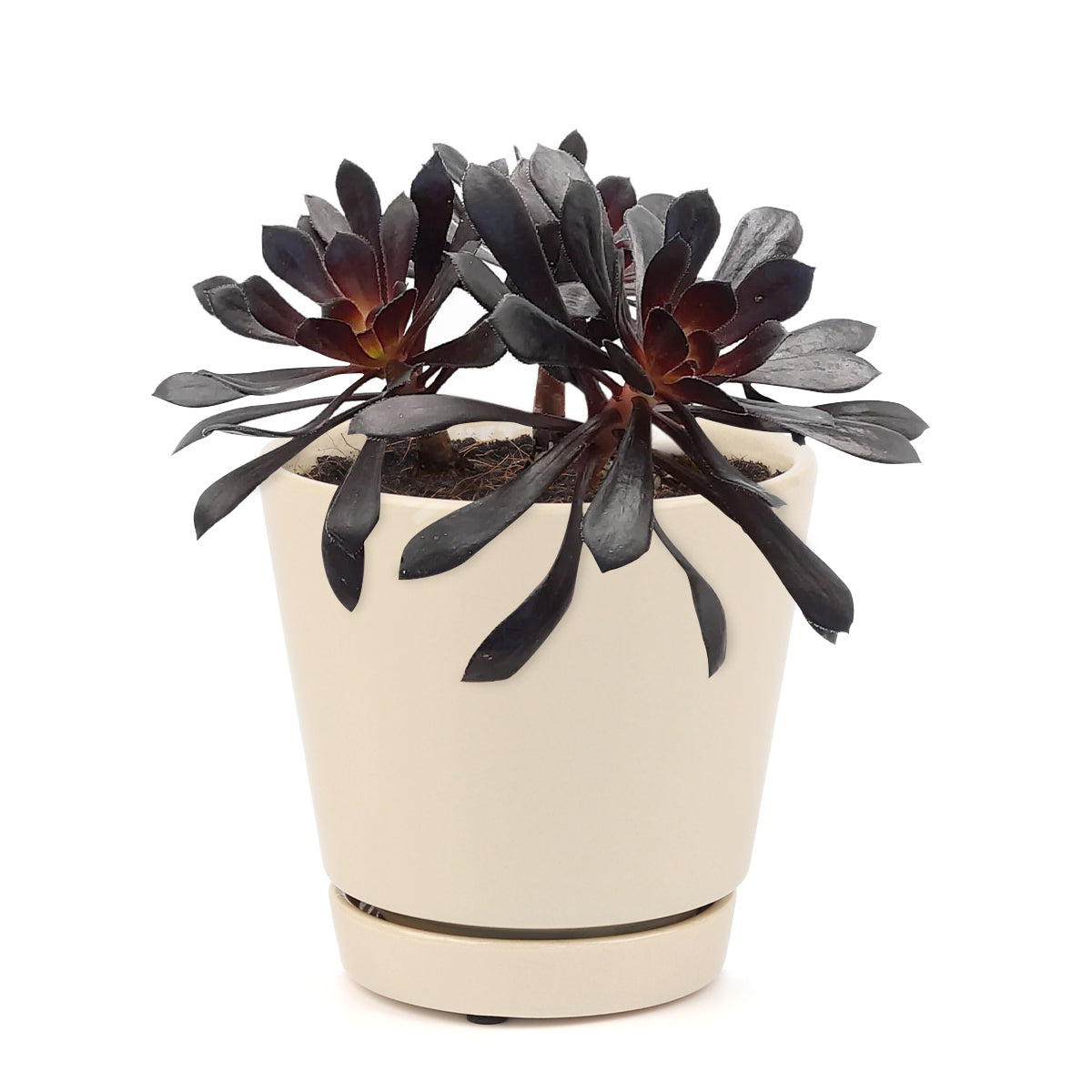 Aeonium Black Rose Zwartkop