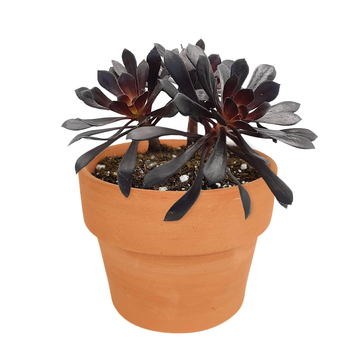 Aeonium Black Rose Zwartkop