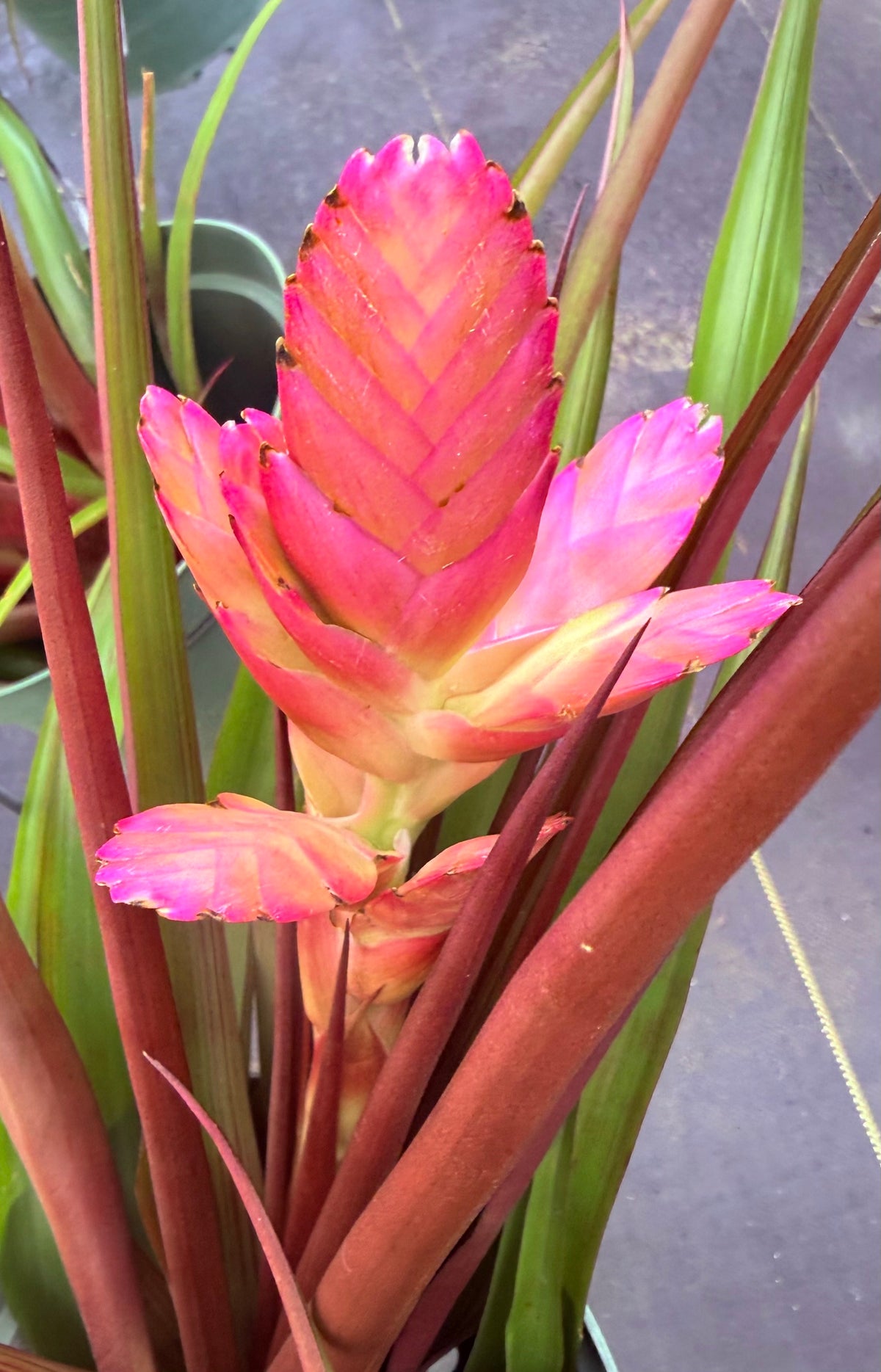 Antonio - Rare Hybrid Air Plant - 10 to 12 Inches - No Soil Required - Indoor Tropical Houseplant - Deep Maroon to Purple Leaf Flush - Hot Pink Blooms - Easy Care - Medium to Bright Light
