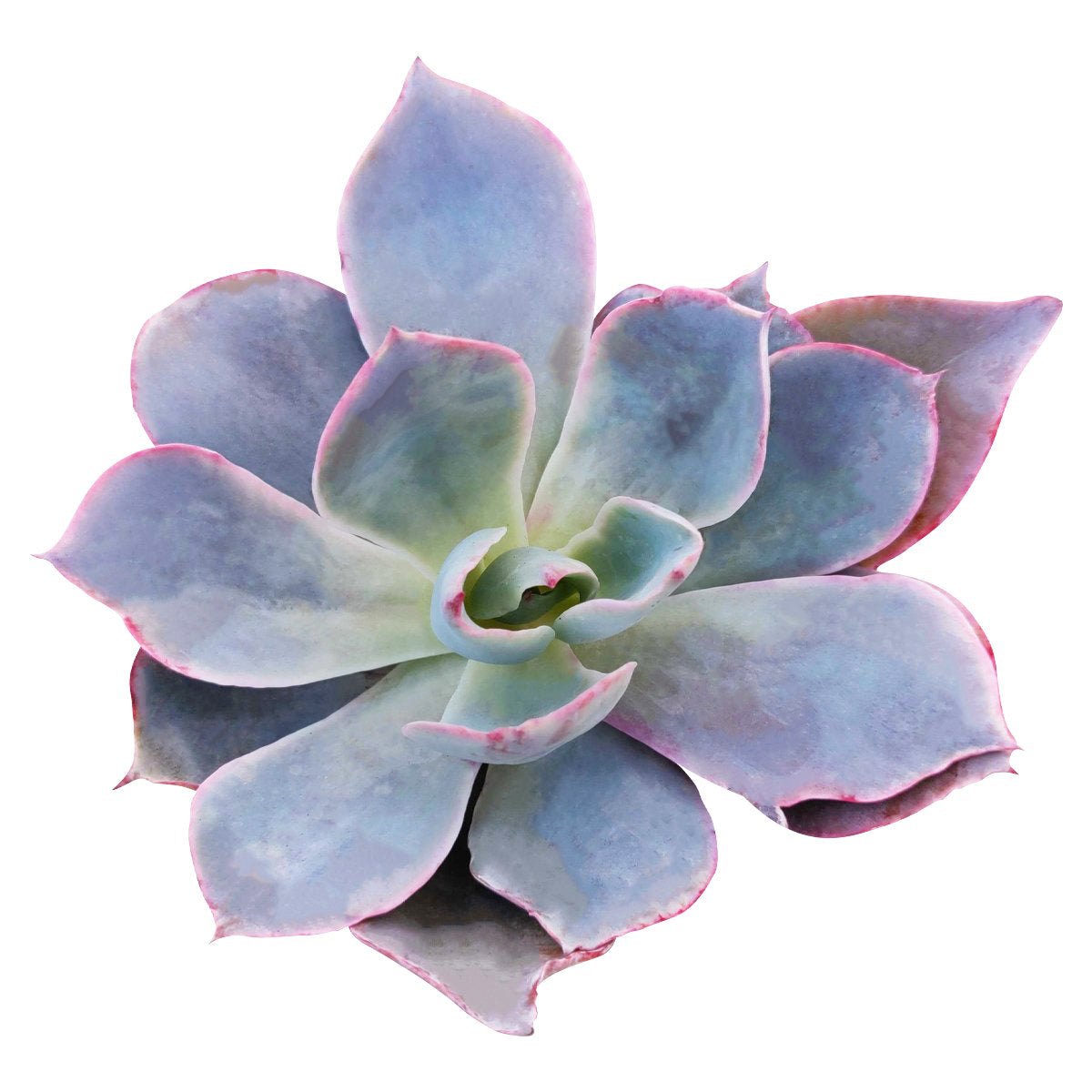 Echeveria Afterglow