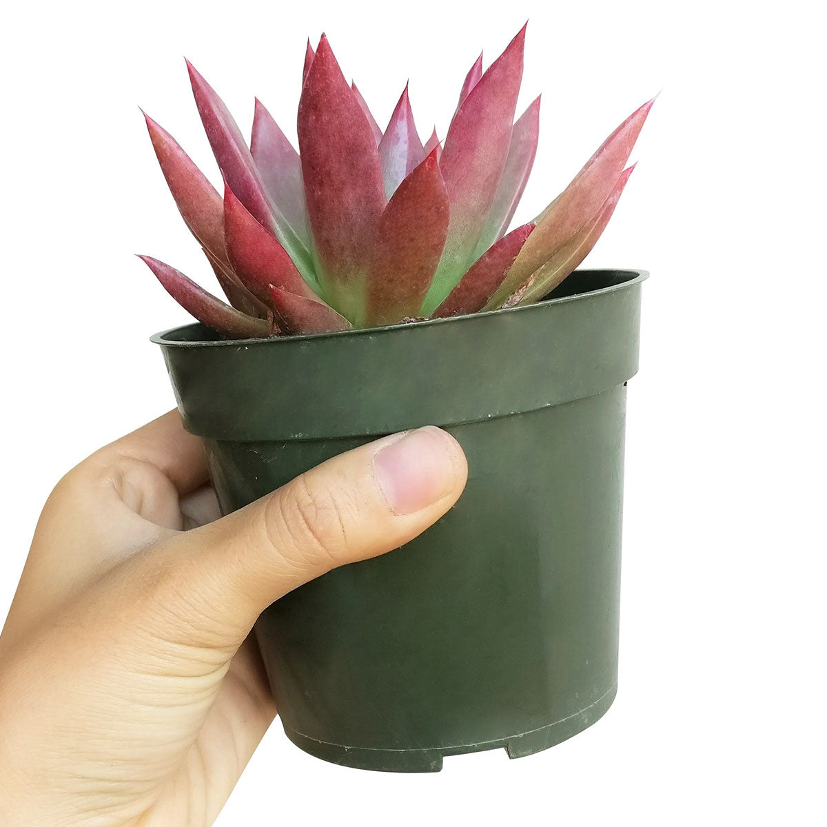 Echeveria Agavoides Lipstick Succulent