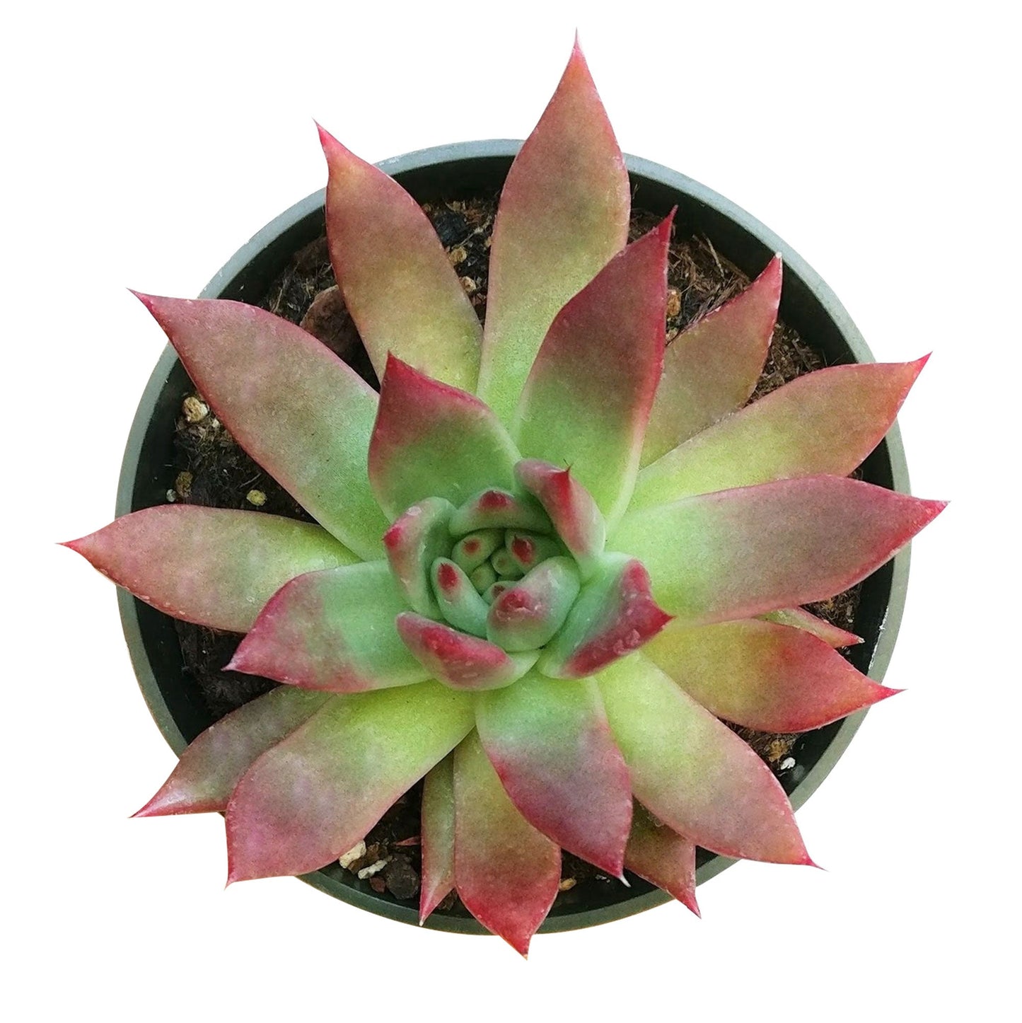 Echeveria Agavoides Lipstick Succulent