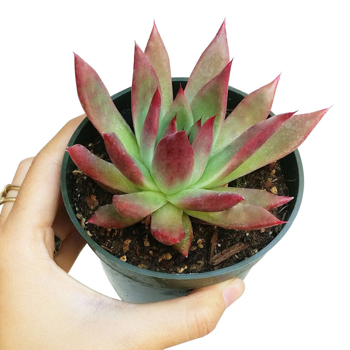 Echeveria Agavoides Lipstick Succulent